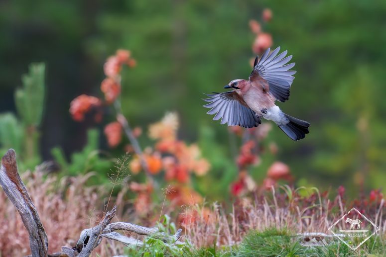 Geai des chênes, Finlande
