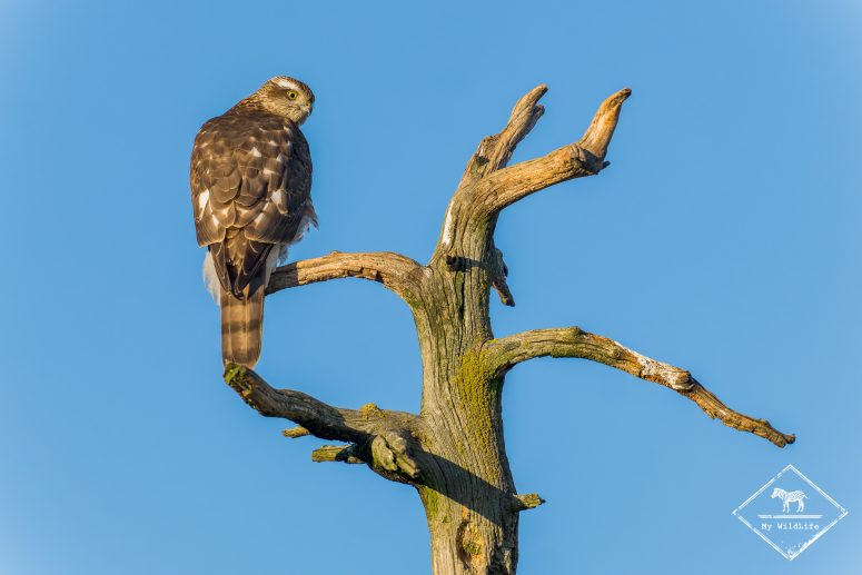 Epervier d'Europe, Finlande