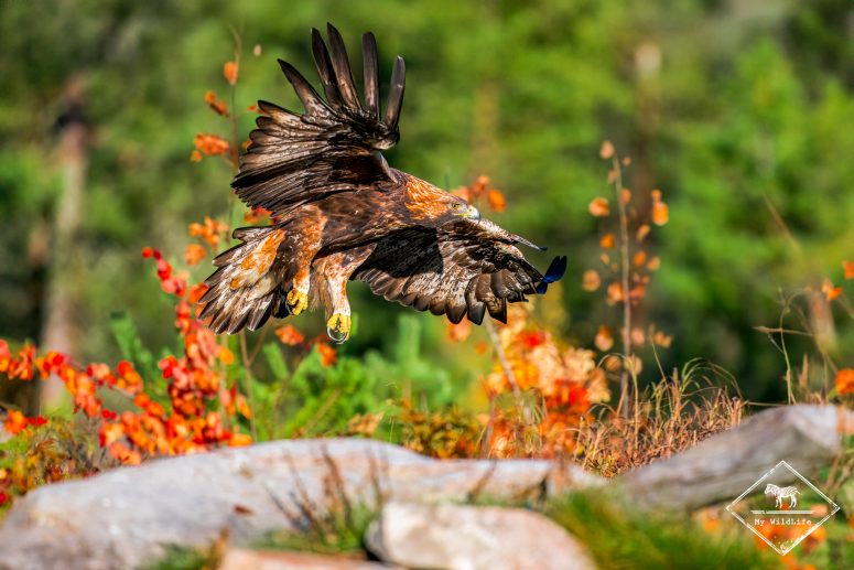 Aigle Royal, Finlande