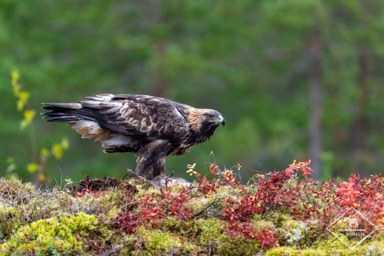 Aigle Royal, Finlande