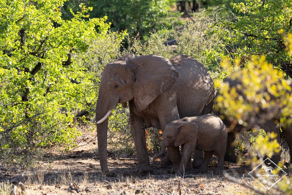 Eléphants, Mashatu