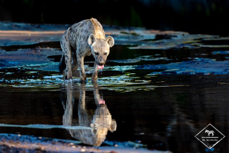 Hyène tachetée, Mashatu