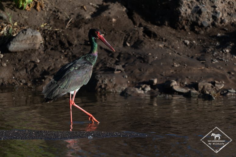 Cigogne noire, Mashatu