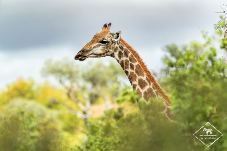Girafe, MAshatu