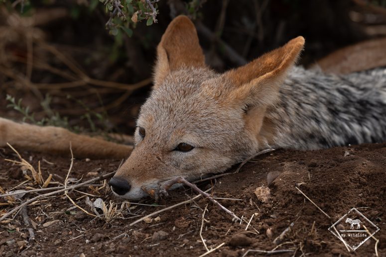 Chacal à chabraque, Mashatu