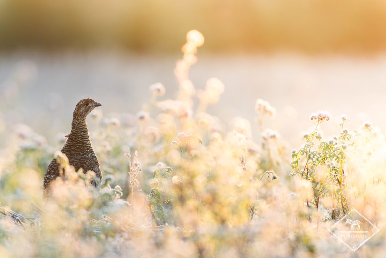 Tétras lyre, Finlande