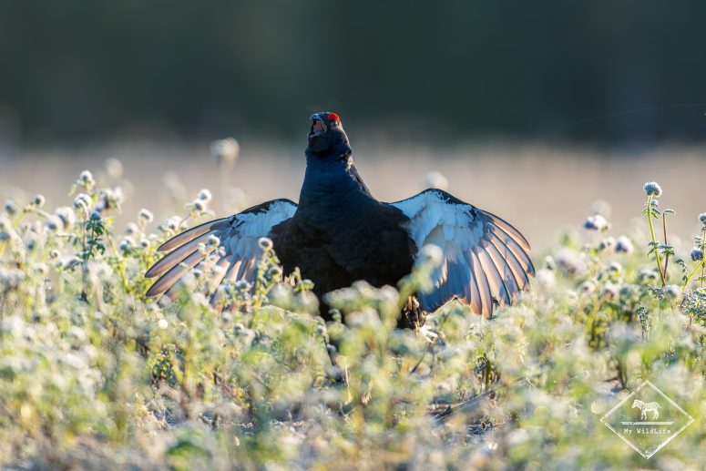 Tétras lyre, Finlande