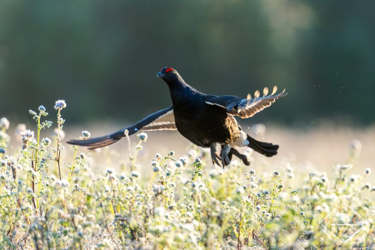 Tétras lyre, Finlande