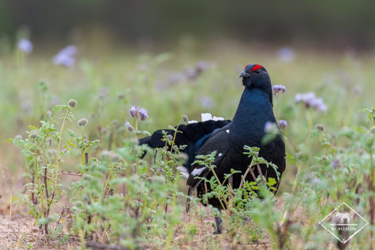Tétras lyre, Finlande