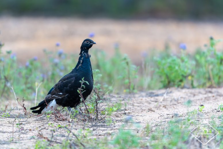 Tétras lyre juvénile