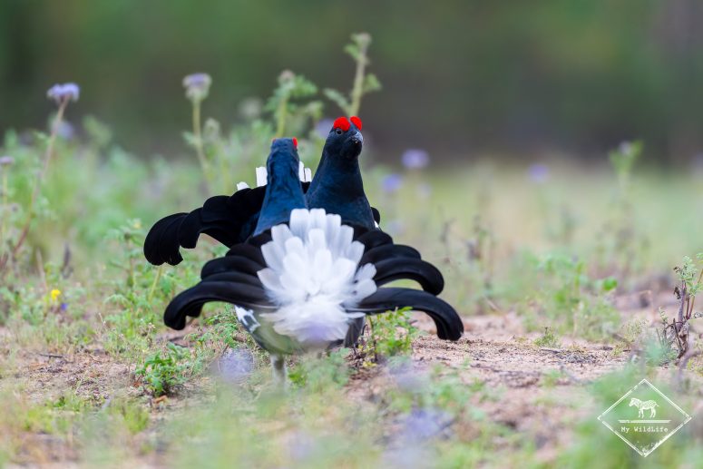 Parade. du Tétras lyre, Finlande