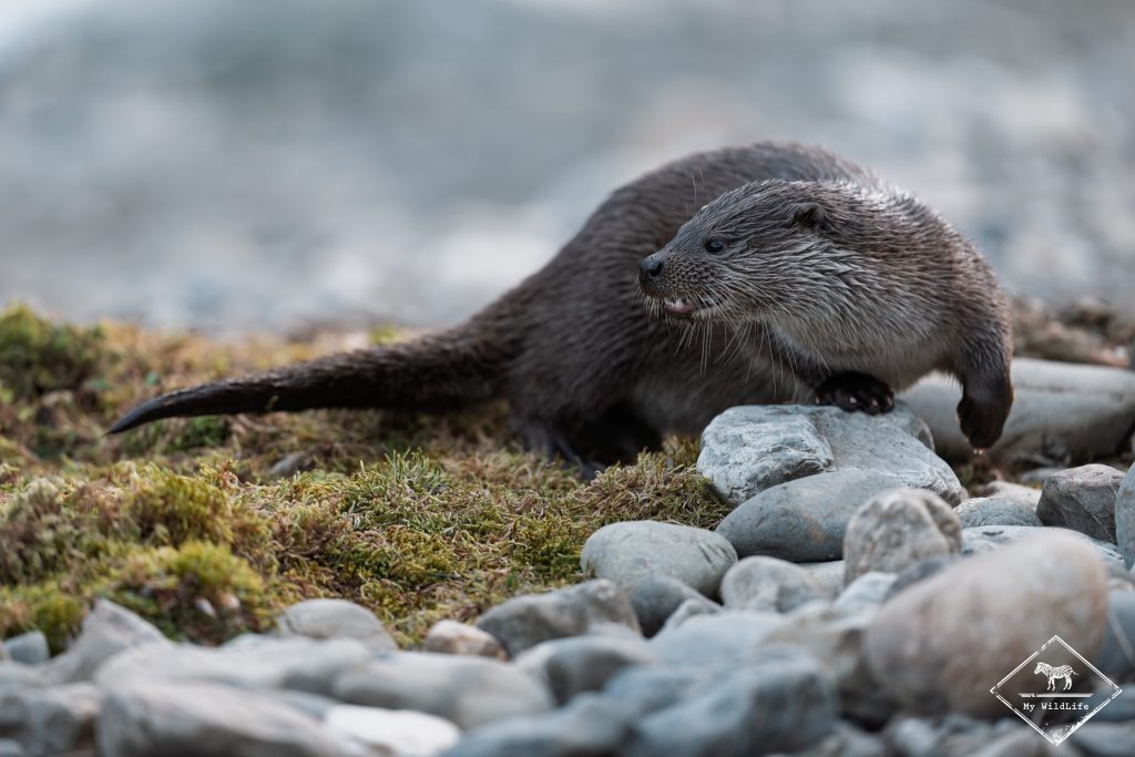 Loutre d'Europe, Espagne
