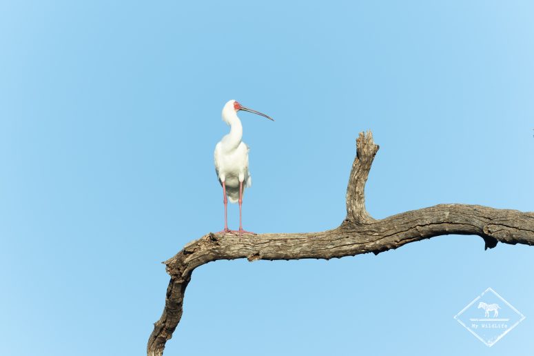 Spatule d'Afrique, Mashatu