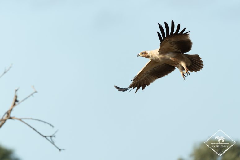 Aigle ravisseur, Mashatu