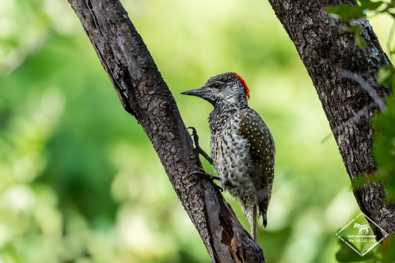 Pic à queue dorée, Mashatu
