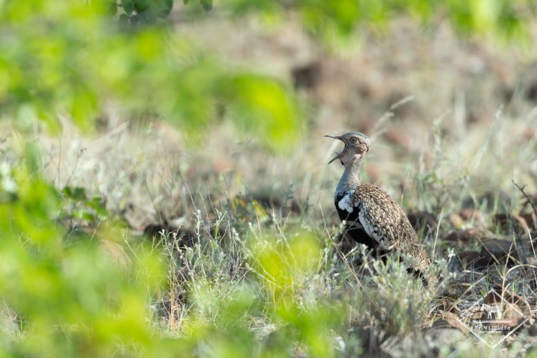 Outarde Houpette, Mashatu