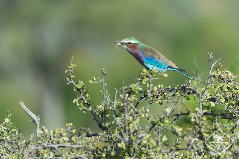 Rollier à longs brins, Mashatu
