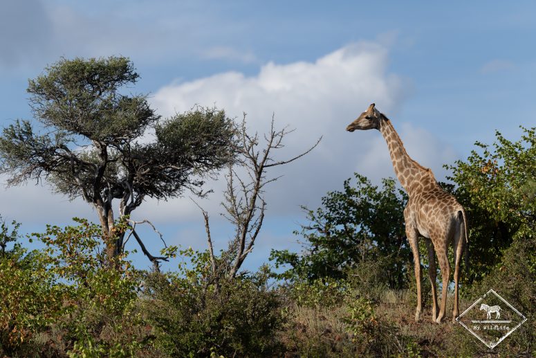 Girafe, Mashatu