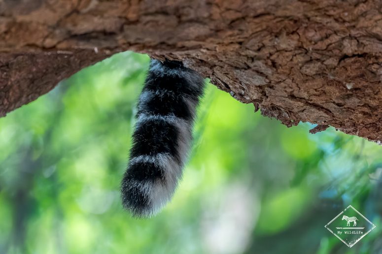 Queue de léopard, Mashatu