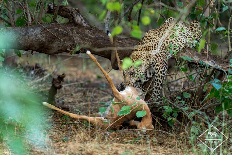 Léopard mangeant un impala, Mashatu
