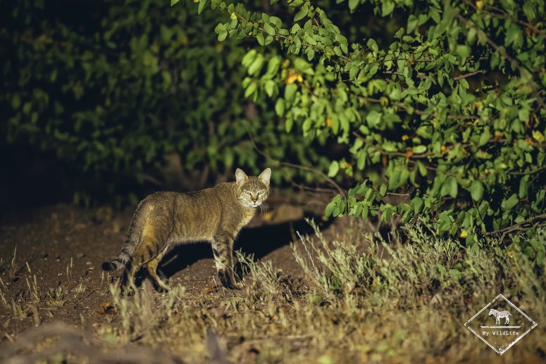 Chat sauvage d'Afrique, Mashatu