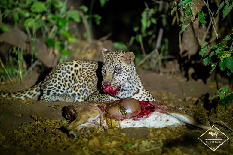 Léopard mangeant un impala, Mashatu