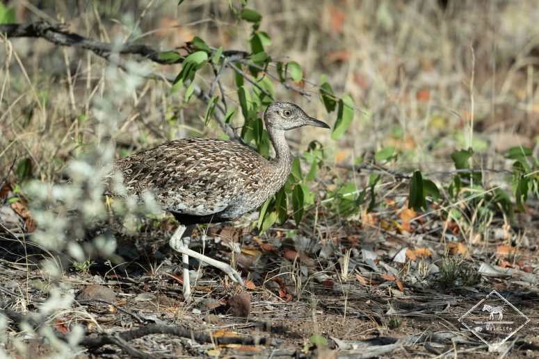 Outarde houpette, Mashatu