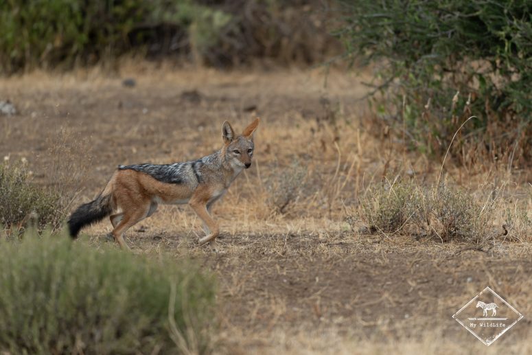 Chacal à chabraque, Mashatu