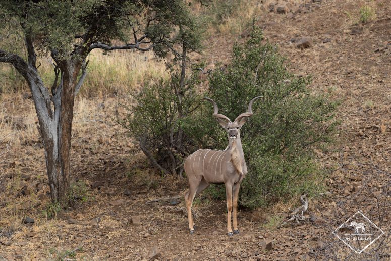 Grand koudou, Mashatu