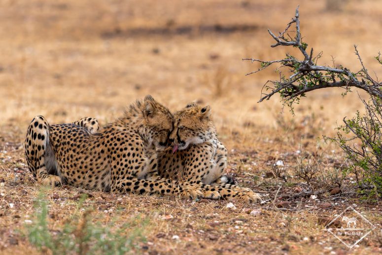 Guépards en tête-à-tête, Mashatu