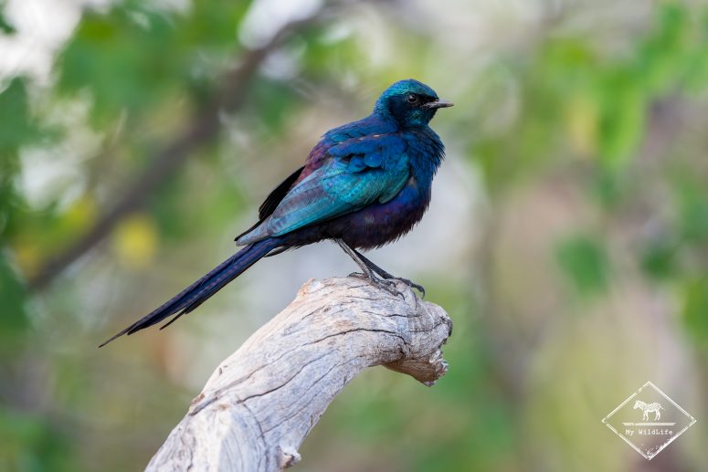 Choucador de Burchell, Mashatu