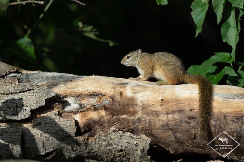 Ecureuil de Smith, Mashatu