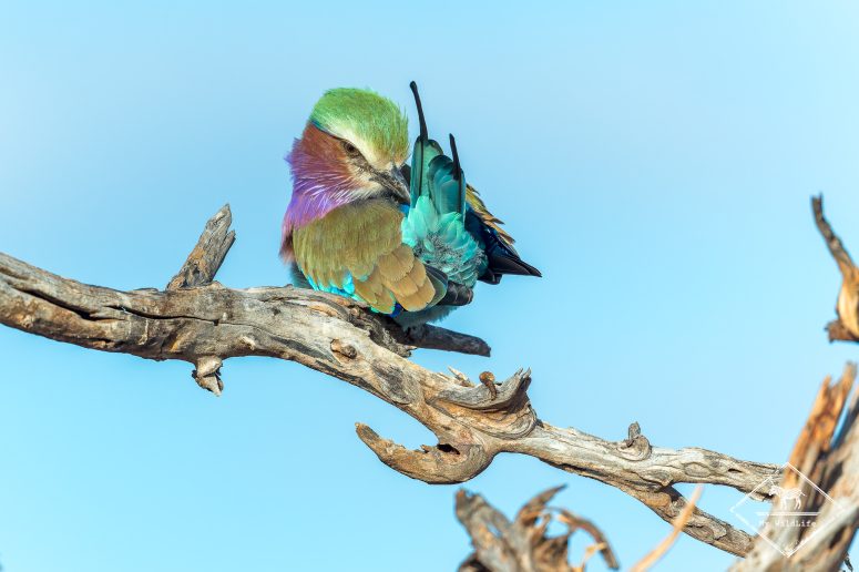 Rollier à longs brins à la toilette, Mashatu