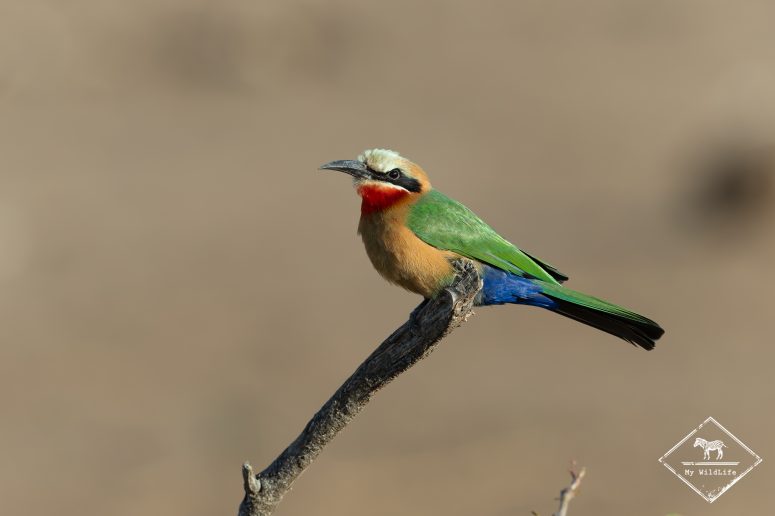 Guêpier à front blanc, Mashatu