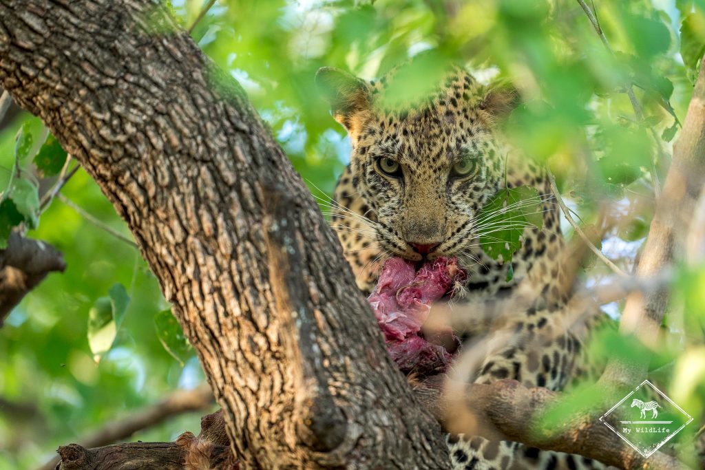 Léopard mangeant un impala dans un arbre, Mashatu