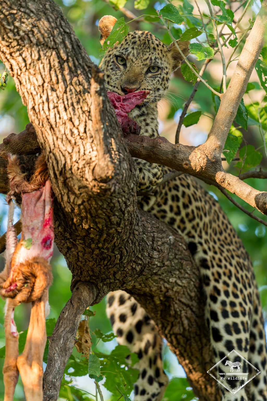 Léopard mangeant un impala dans un arbre, Mashatu