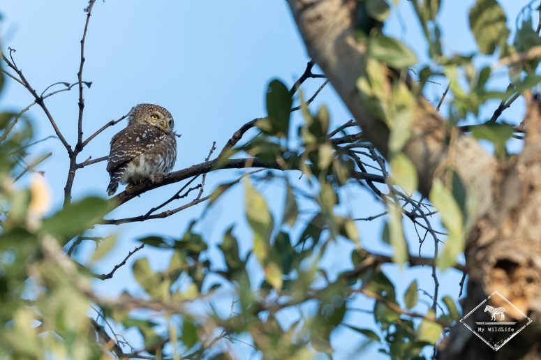 Chevêchette perlée, Mashatu