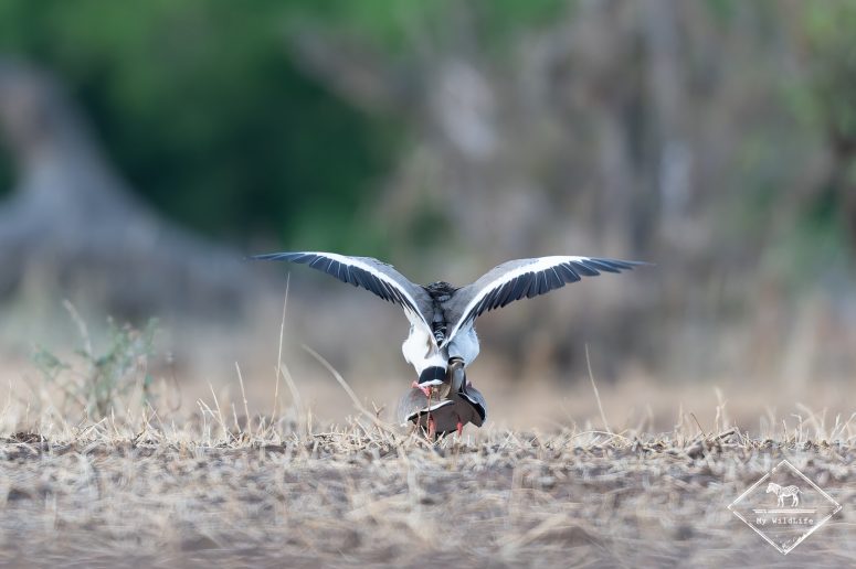 Accouplement de vanneaux couronnés, Mashatu