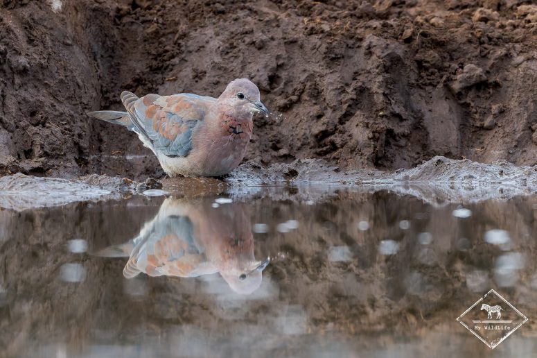 Tourterelle maillée, Mashatu