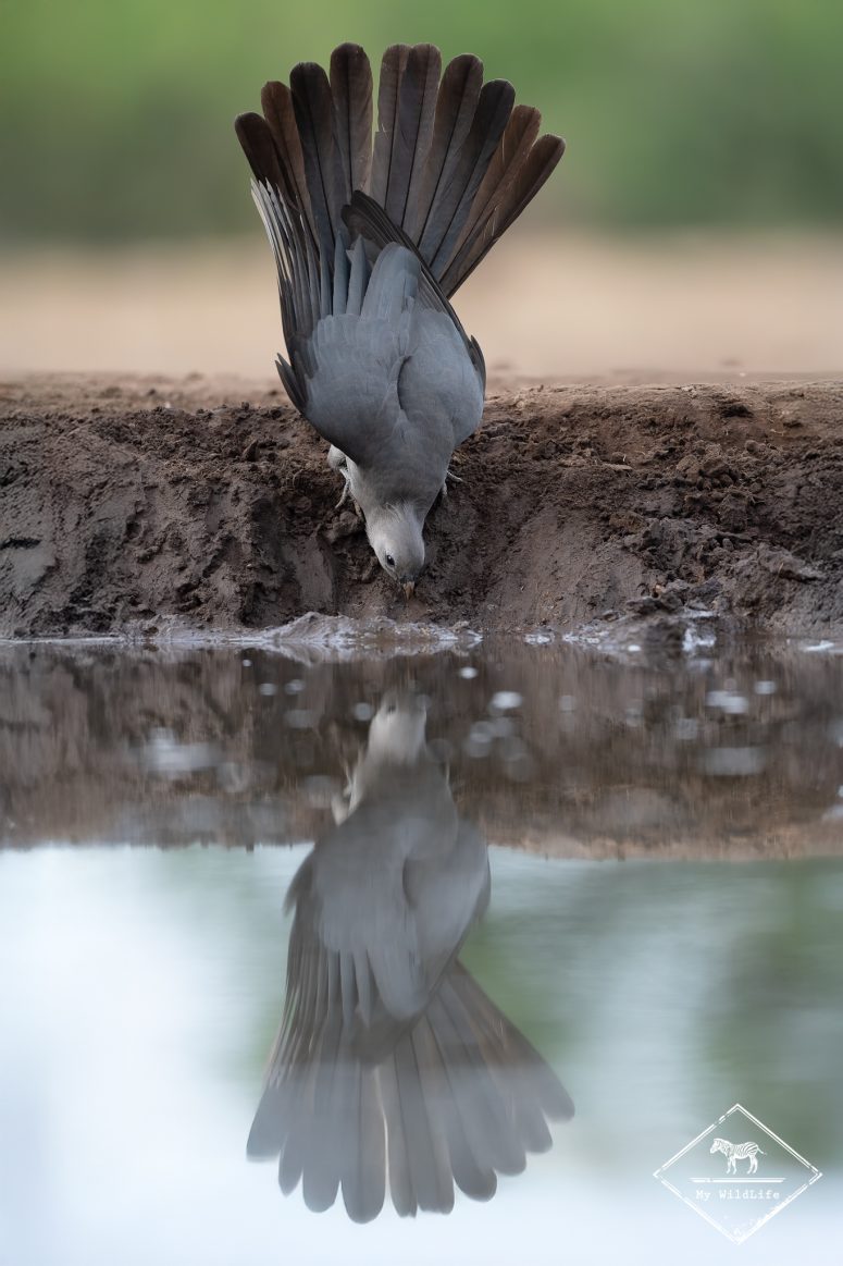 Touraco concolore, Mashatu