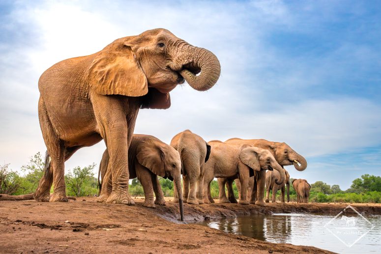 Eléphants à l'affût, Mashatu