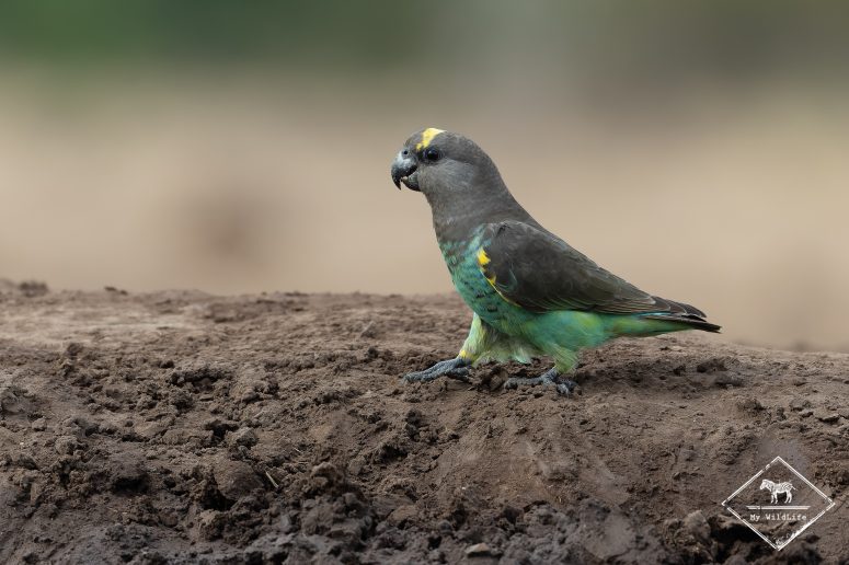 Perroquet de Meyer, Mashatu