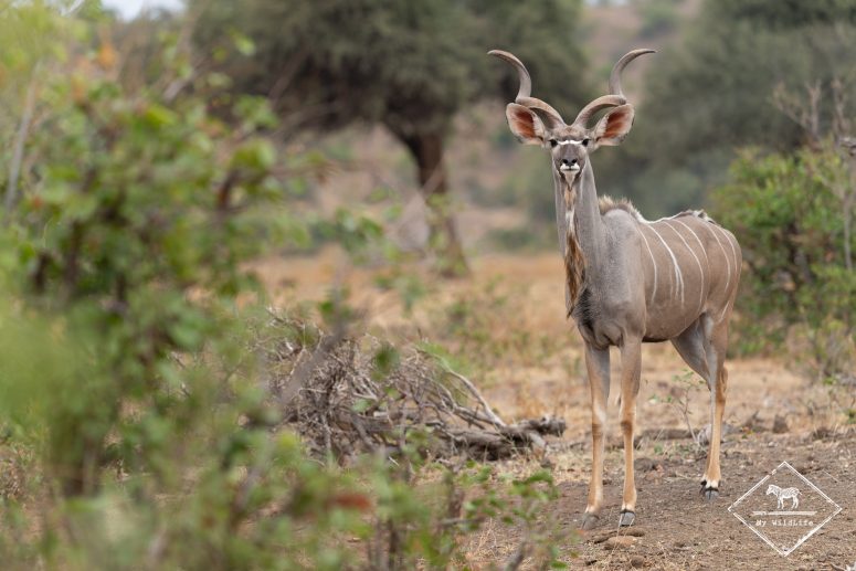 Grand koudous, Mashatu