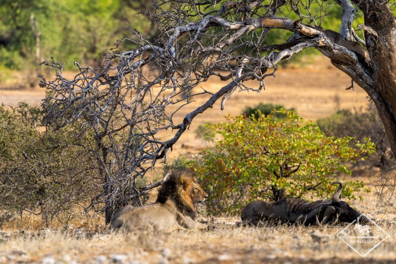 Lion et sa proie, Mashatu