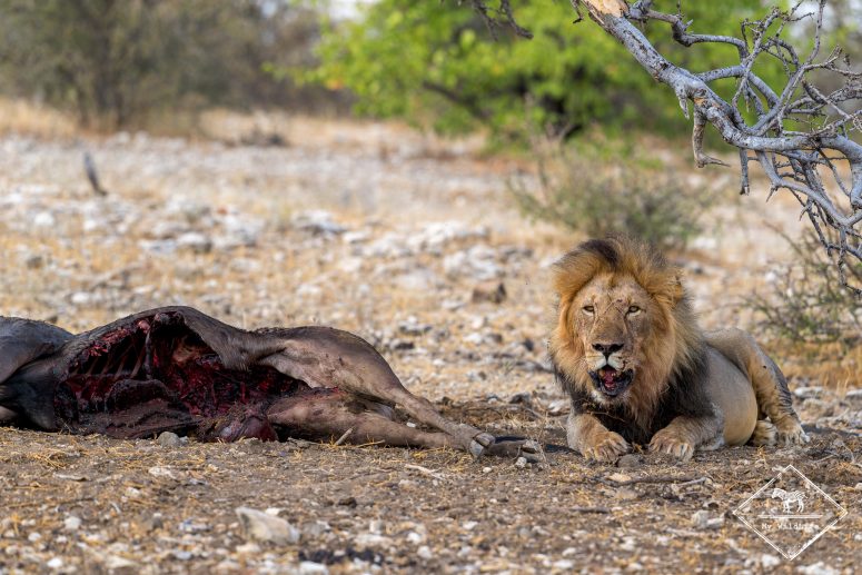 Lion et sa proie, Mashatu