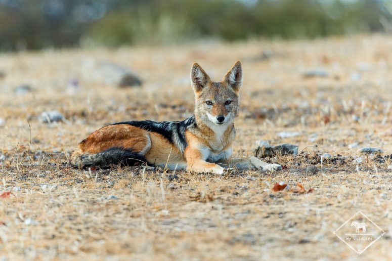 Chacal à chabraque, Mashatu