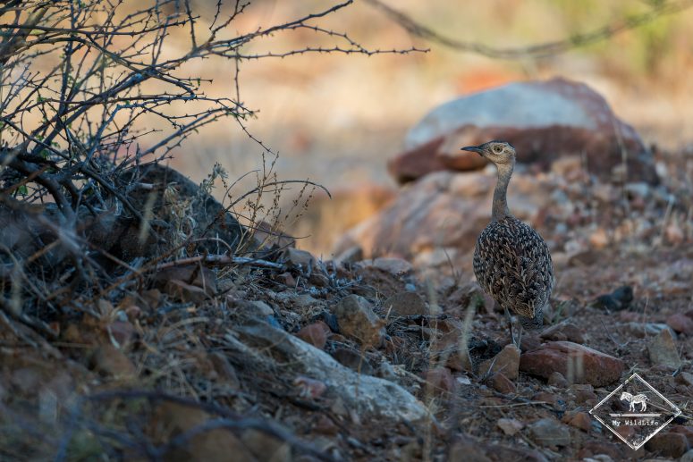 Outarde houpette, Mashatu