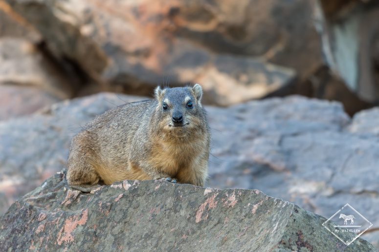 Daman des rochers, Mashatu