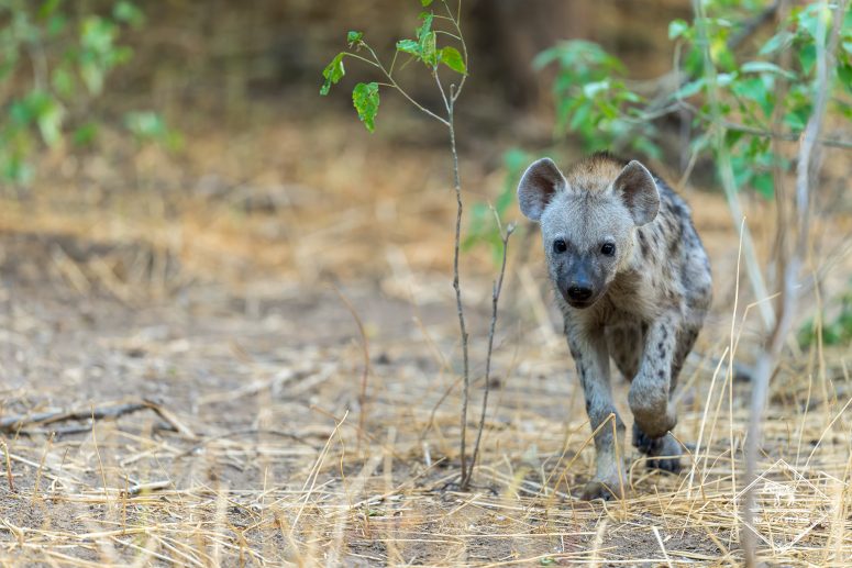 Hyène tachetée, Mashatu