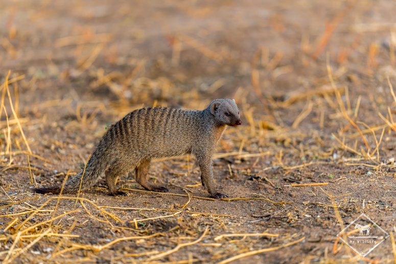 Mangouste rayée, Mashatu